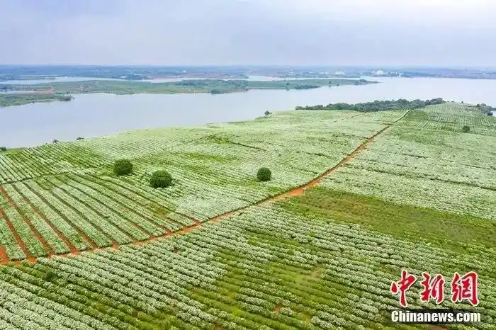 人这一辈子，一定要去药都樟树逛一场夜市